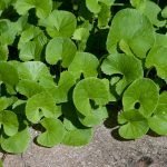 Extracto glicólico centella asiática