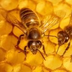 Cera virgen de abeja en lámina 70gr aproximados