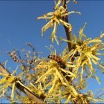 Extracto Glicólico de Hamamelis