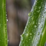 Aloe vera deshidratado en polvo