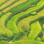 Cera de arroz USP (Oryza Sativa)