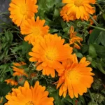 Esencia de la flor de la caléndula